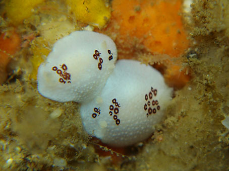 120426kumomi3.jpg