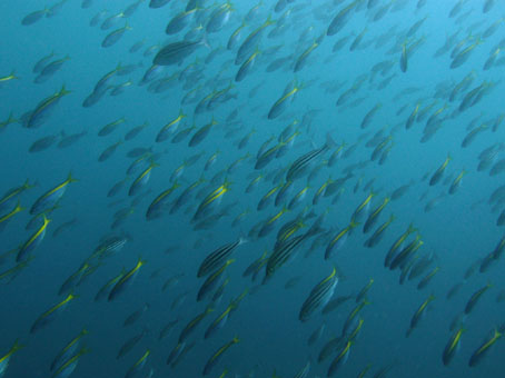 120505mikomoto4.jpg