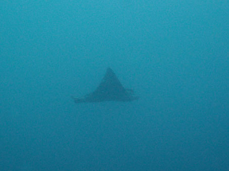 120527arari7.jpg