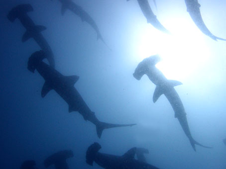 120731mikomoto1.jpg