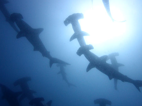 120731mikomoto2.jpg
