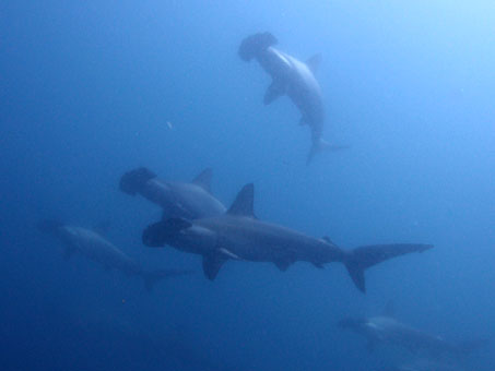 120731mikomoto3.jpg