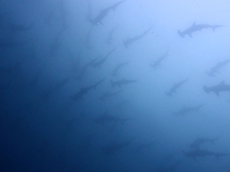 120811mikomoto4.jpg