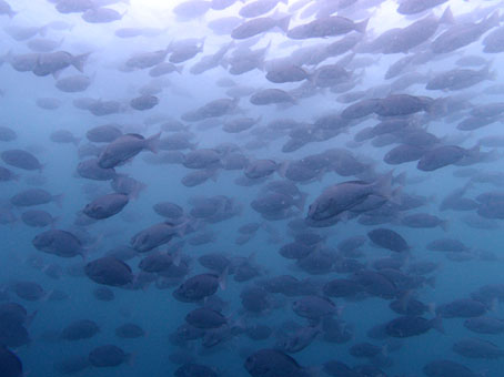 120811mikomoto6.jpg