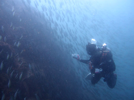 120813mikomoto2.jpg