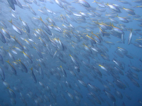 120813mikomoto4.jpg