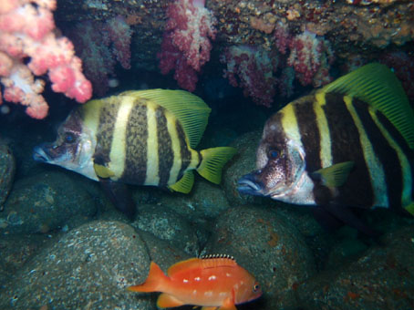 120823kumomi4.jpg