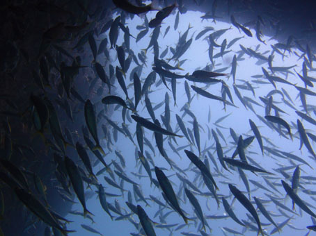 120824kumomi1.jpg