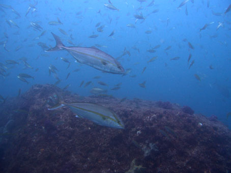 120824kumomi3.jpg