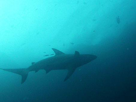 120906mikomoto5.jpg