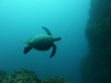 120906mikomoto6.jpg