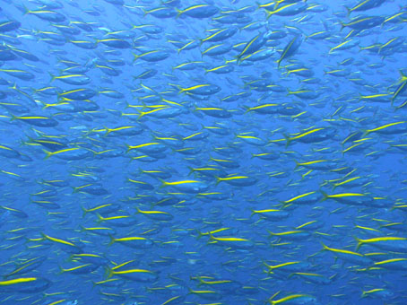 120909mikomoto1.jpg