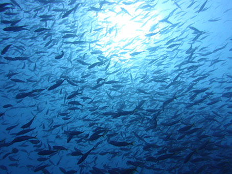 120909mikomoto3.jpg