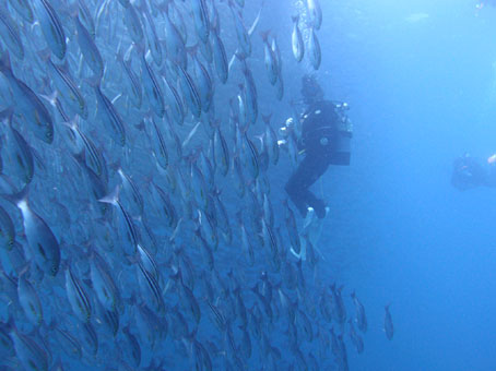 120912mikomoto3.jpg