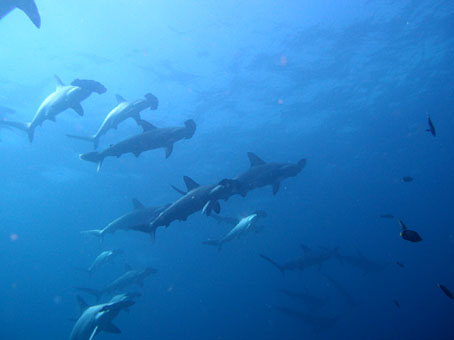 120914mikomoto1.jpg