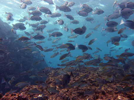 120926hagachi1.jpg