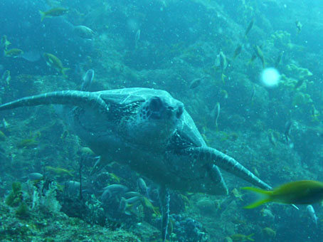 120926hagachi5.jpg