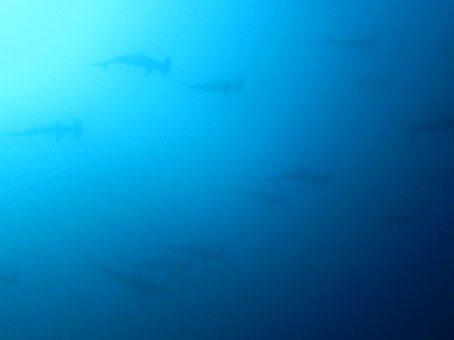 121110mikomoto3.jpg