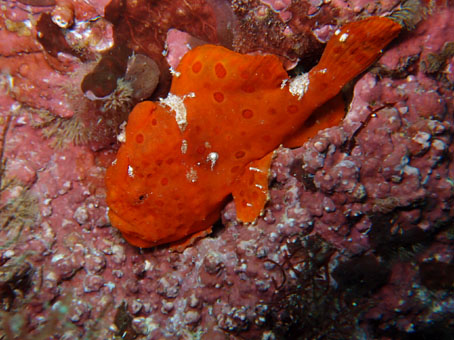 130331kogane4.jpg