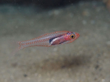 130429kumomi3.jpg