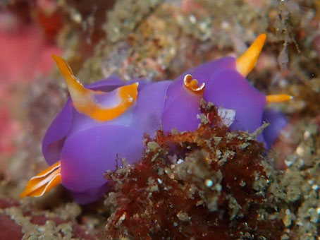 130429kumomi5.jpg