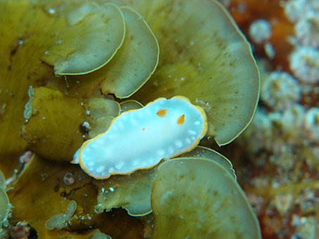 130517kumomi1.jpg