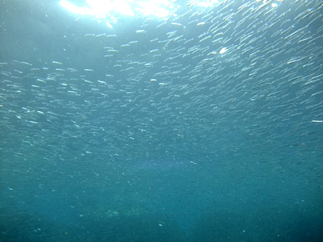 130602hagachi4.jpg