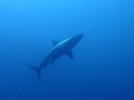 130702mikomoto2.jpg