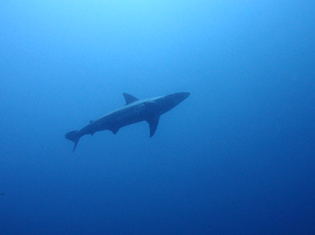 130702mikomoto3.jpg
