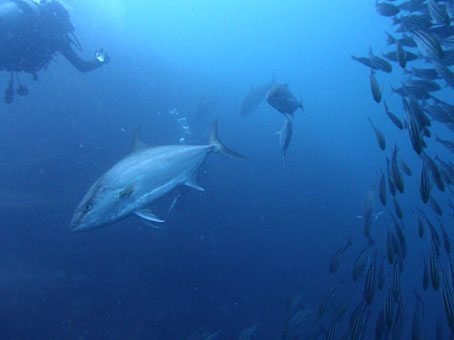 130703mikomoto1.jpg