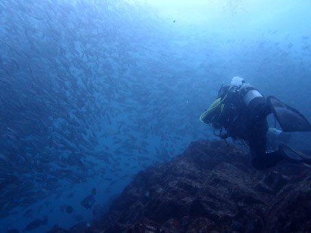 130703mikomoto3.jpg