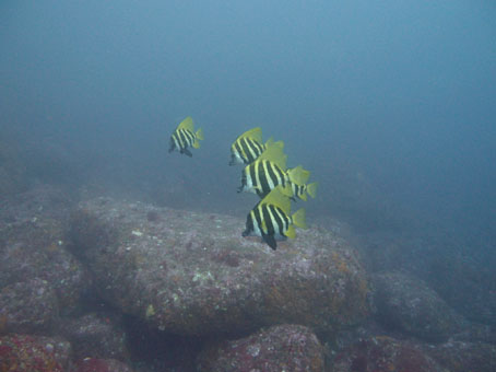 130713mikomoto2.jpg