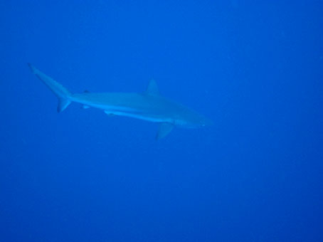 130729mikomoto1.jpg