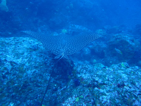 130729mikomoto2.jpg