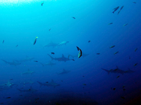 130731mikomoto1.jpg