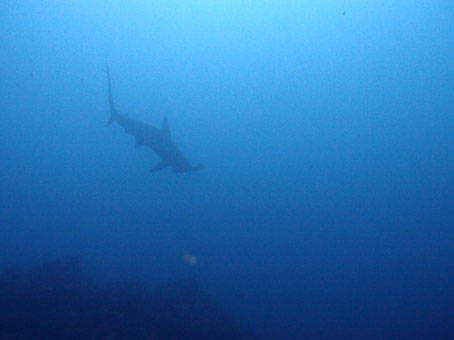 130801mikomoto1.jpg