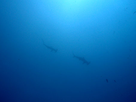 130801mikomoto3.jpg