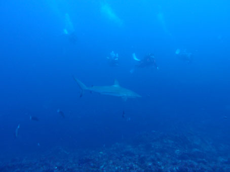 130803mikomoto4.jpg