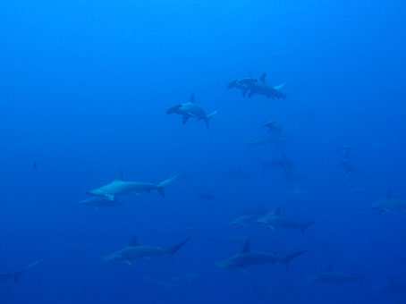 130804mikomoto6.jpg