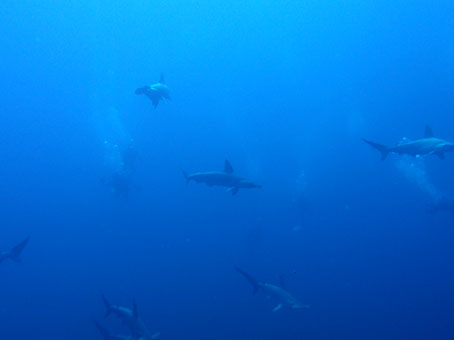 130804mikomoto7.jpg
