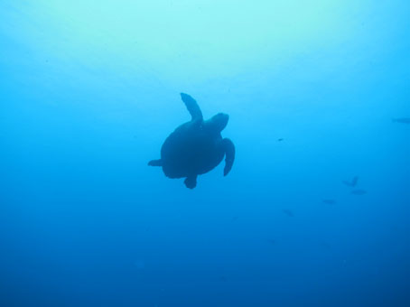 130808mikomoto1.jpg