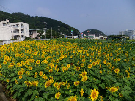 130809toi.jpg