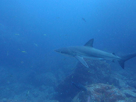 130813mikomoto3.jpg