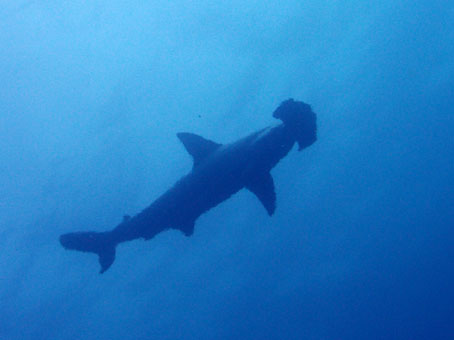 130813mikomoto5.jpg