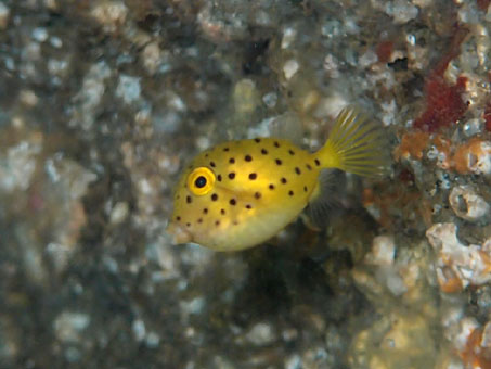 130816kumomi5.jpg