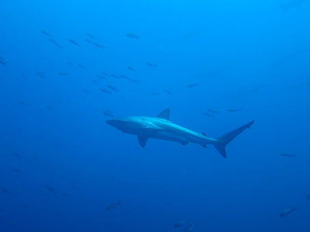 130820mikomoto2.jpg