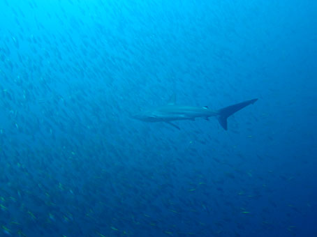 130902mikomoto2.jpg