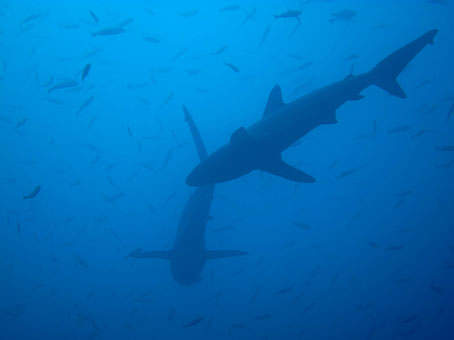 130902mikomoto4.jpg
