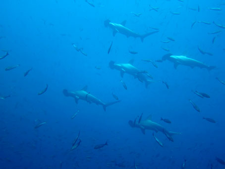130902mikomoto7.jpg