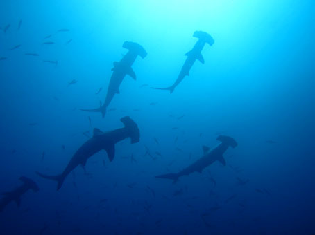 130907mikomoto7.jpg